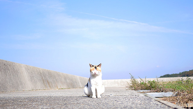 いい猫がいる島、真鍋島。