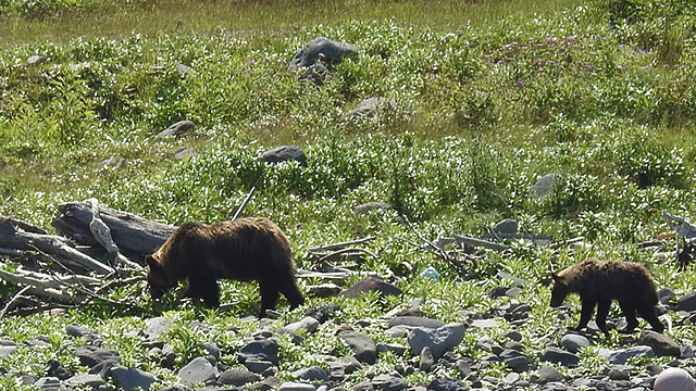 北海道で野生のクマを目撃する