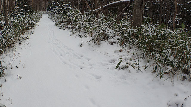 雪道には明らかに人じゃない足跡がたくさん。