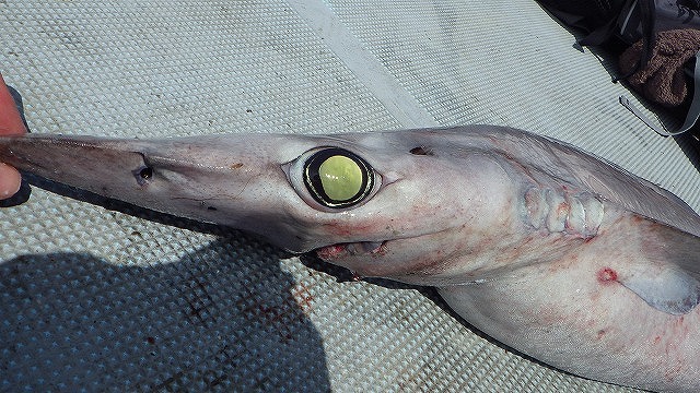 ベイエリアから深海まで！東京湾のサメを狩れ！！
